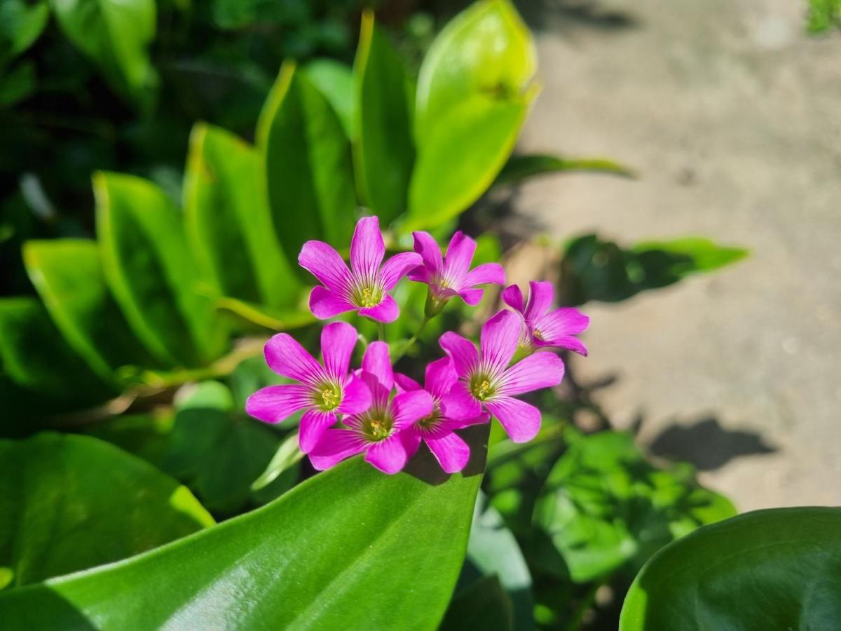 Katie'S Homestay Dong My Ngoại thất bức ảnh